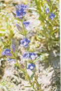 Gentiana scabra Bge